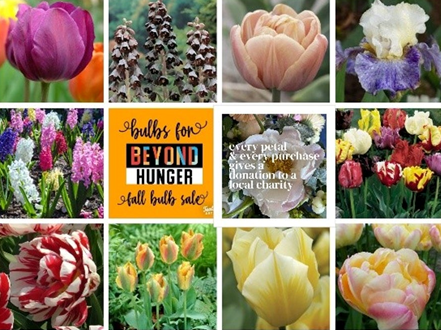 Bulbs for BH