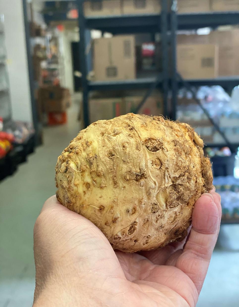 hand holding celery root before preparation 