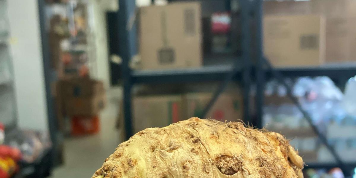 hand holding celery root before preparation
