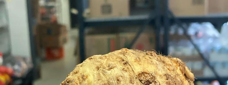 hand holding celery root before preparation 