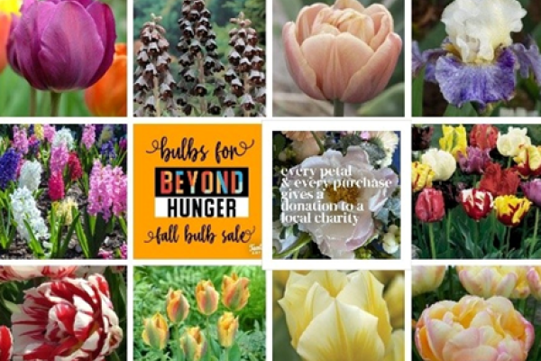 Bulbs for BH