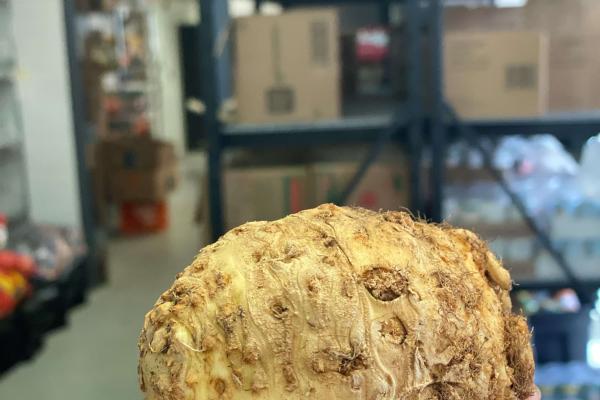 hand holding celery root before preparation 