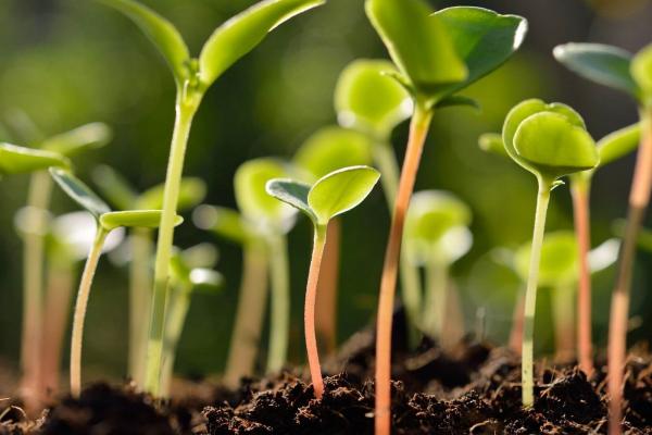 Green sprouts in the dirt